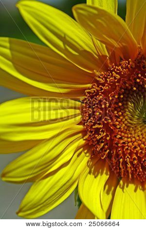 Solros