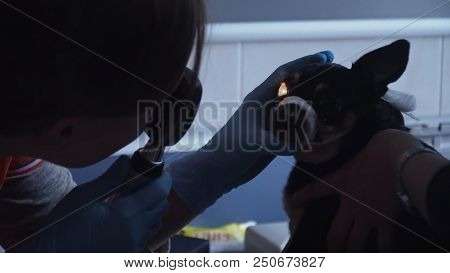 Veterinarian Ophthalmologist Checks The Eyes Of A Dog, Biomicroscopy. Biomicroscopy Of The Eye Is Me