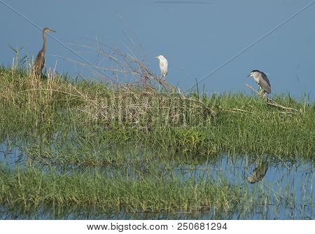 Night Heron Purple Heron And A Cattle Egret Stood In Grass Reed By River