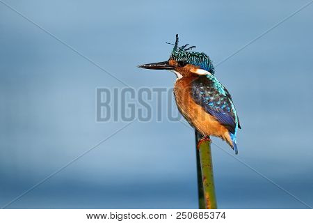 Malakchite Kingfisher, An African River Bird. Photographed With A Blue Background.