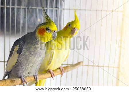 Yellow And Black Parrots Corella Is Sitting On A Swing In The Cage