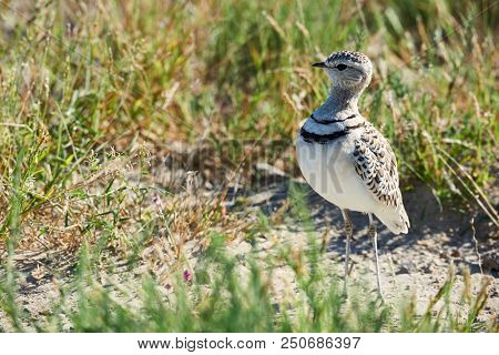 Double-banded Courser (rhinoptilus Africanus), Also Known As The Two-banded Courser Is An African Bi