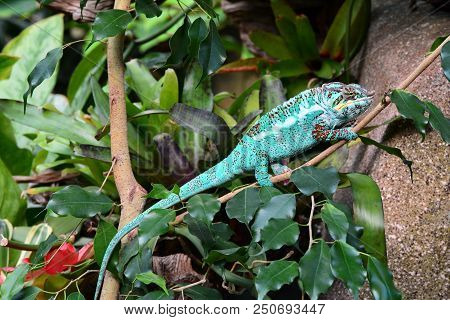 A Chameleon wonders through its jungle environment