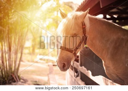 Portrait Of A Horse In A Wooden Barn Gate Outdoor