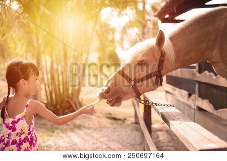 Asian Little Chinese Girl Feeding A Horse With Carrot In The Outdoor Farm