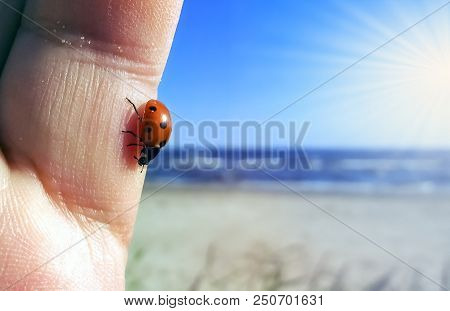 Red Seven-spotted Ladybug With Black And White Spots On A Palm At Sunny Summer Day