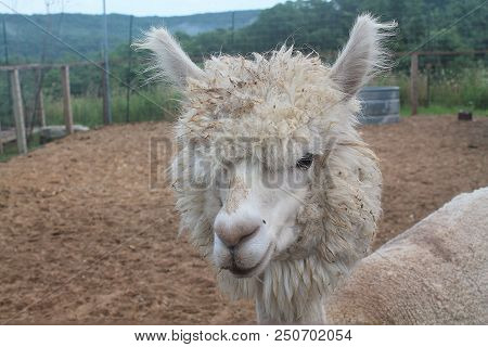 A Closeup Fury Alpaca At The Zoo