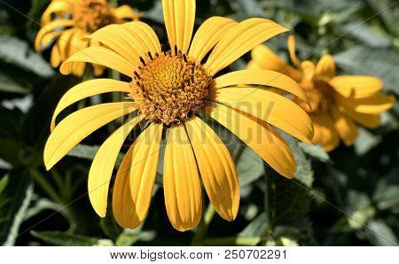 Yellow Flowers Heliopsis Sun, A Plant With The Latin Name Heliopsis