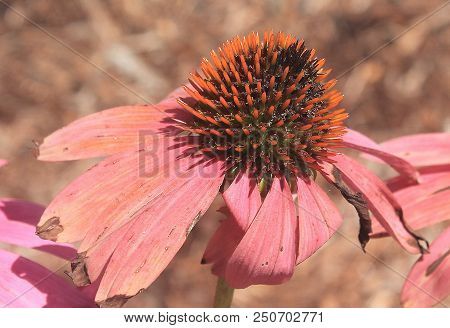 A Wilting Orange And Pink Petal Flower