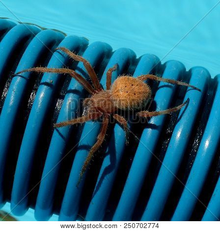 A Garden Wolf Spider On Tubing In Pool