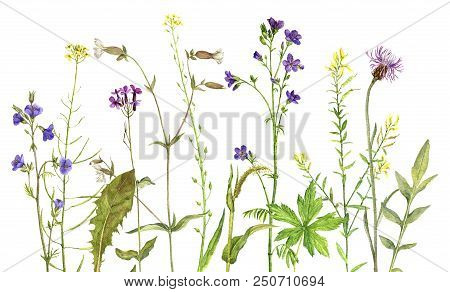 Background With Watercolor Drawing Palnts And Flowers, Hand Drawn Illustration