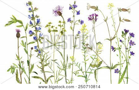 Background With Watercolor Drawing Palnts And Flowers, Hand Drawn Illustration