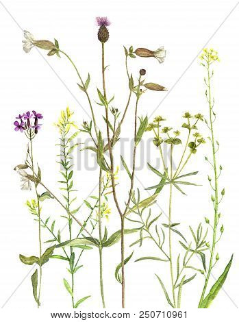 Background With Watercolor Drawing Palnts And Flowers, Hand Drawn Illustration