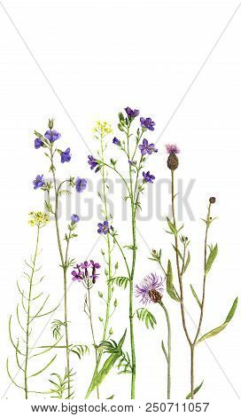 Background With Watercolor Drawing Palnts And Flowers, Hand Drawn Illustration