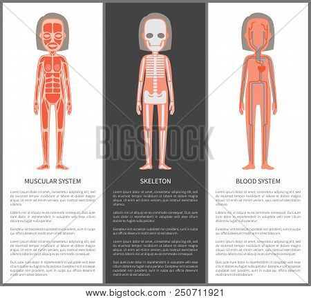 Muscular And Blood Systems Skeleton Silhouette Vector Illustration Of Female Internal Build, Arterie