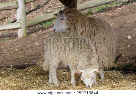 Wallachian Sheep (ovis Orientalis Aries) Farm Animals