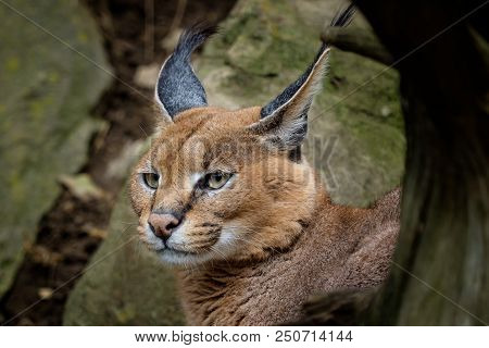 Portrait Desert Cats Caracal (caracal Caracal) Or African Lynx With Long Tufted Ears