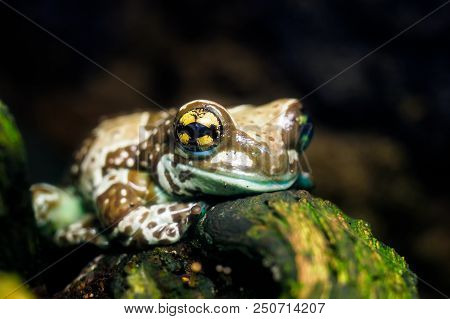 Colorful Frog In Terrarium Trachycephalus Resinifictrix. Beautiful Little Frog