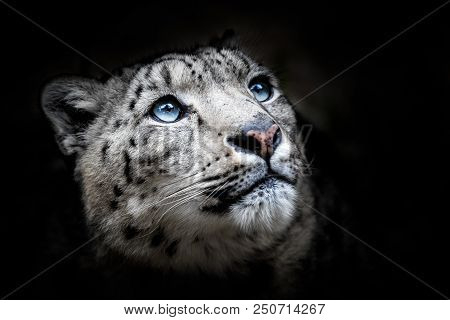 Face Portrait Of Snow Leopard - Irbis (panthera Uncia)