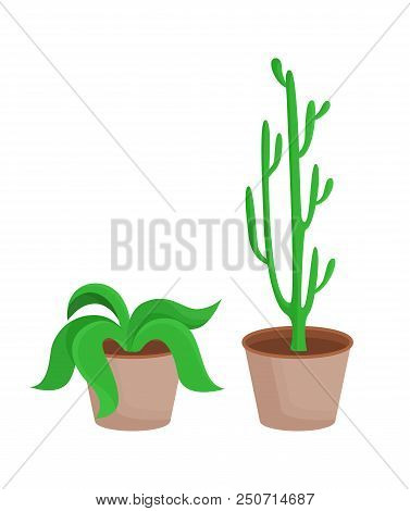Room Plants With Leaves Set, Potted Flowers Broad Leaf, Collection Of Eco Elements Cactus In Pot And