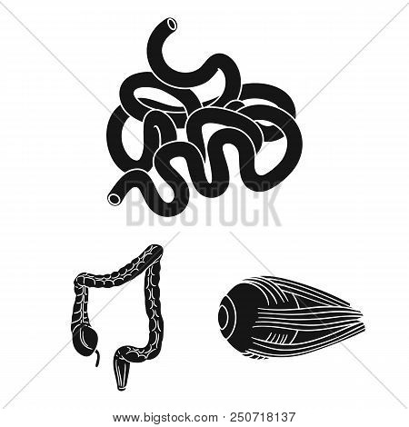Human Organs Black Icons In Set Collection For Design. Anatomy And Internal Organs Vector Symbol Sto