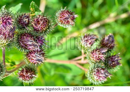 Beautiful Flower Of Purple Thistle. Close-up Pink Flowers Of Burdock Thorny Flower. Flowering Thistl
