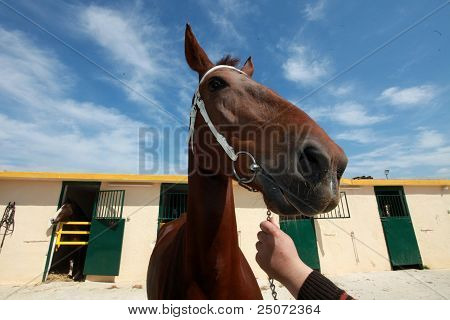 Leder af brun hest