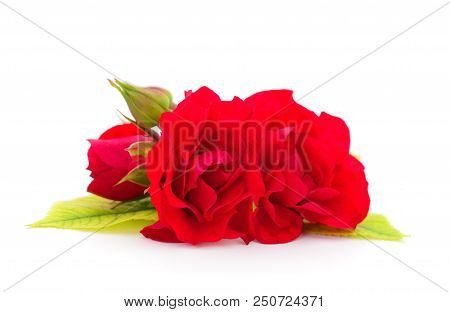 Beautiful Bouquet Of Red Rose Flowers Isolated On White Background.