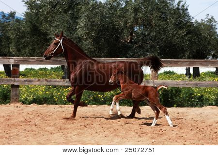 Brun hest mare og colt