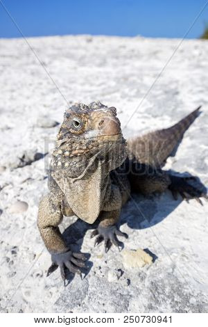 Iguana On White Sand Beach In Cayo Largo Del Sur, Cuba.