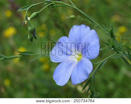 Wild Blue Flax Flower With Buds On Green Background, Macro Shot. Linum Perenne In Summer Field
