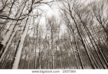 Snow Covered Tall Trees