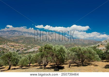 Olive Gardens And Mountains In Central Province Of Heraclion, Crete, Greece. Summertime Season, July