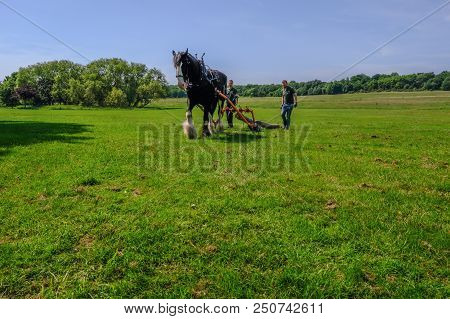 Hainault Country Park, Essex, Uk -  June 6, 2018: Magnificent Shire Horse Logging With Two Men Guidi