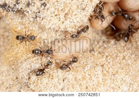 Ants And Formic Eggs In Nature. Macro
