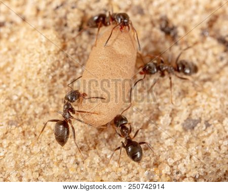 Ants And Formic Eggs In Nature. Macro