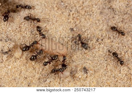 Ants And Formic Eggs In Nature. Macro