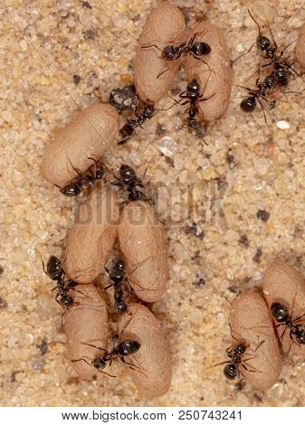Ants And Formic Eggs In Nature. Macro