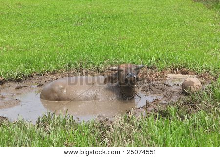 Buffalo