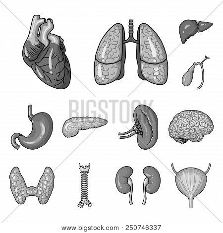 Human Organs Monochrome Icons In Set Collection For Design. Anatomy And Internal Organs Vector Symbo