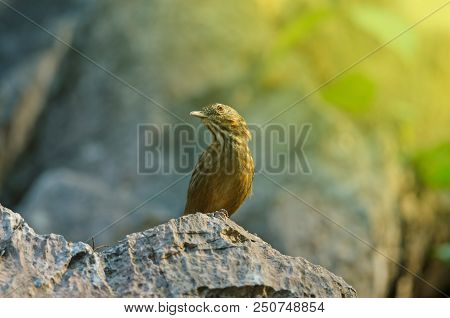 Limestone Wren-babbler, Rufous Limestone-babbler