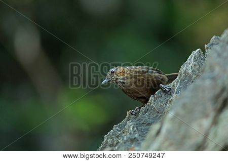 Limestone Wren-babbler, Rufous Limestone-babbler