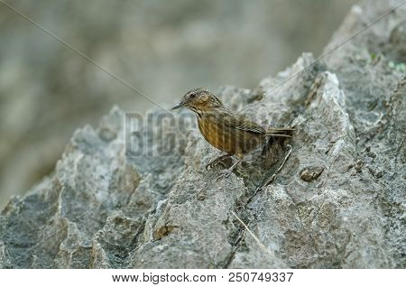 Limestone Wren-babbler, Rufous Limestone-babbler
