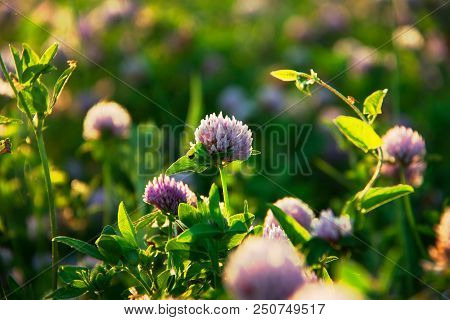 Pink Blooming Clover In A Summer Sunny Meadow.