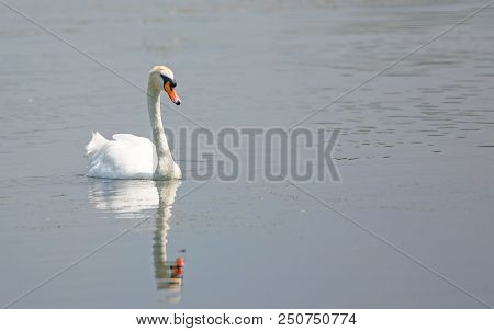 Mute Swan Gliding Across A Still Lake With A Nice Water Reflection