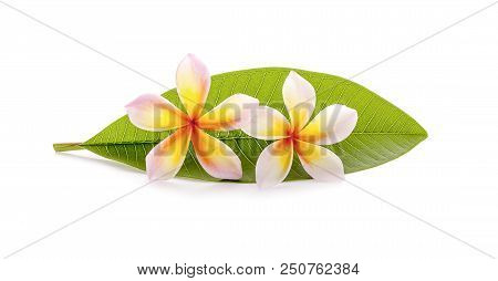 Leelawadee An Isolated On White With Clipping Paths