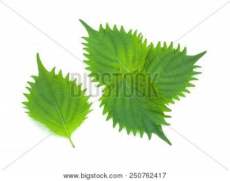 Fresh Green Shiso Leaf On White Background