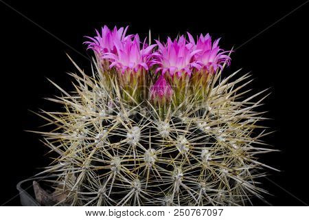 Cactus Lobivia Neoporteria Senilis With Flower Isolated On Black.