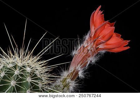 Cactus Echinocereus Polyacanthus Densus With Flower Isolated On Black.