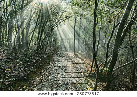 Sun Breaks Through The Fog At Morning Time. Zhangjiajie Forest Park. China.